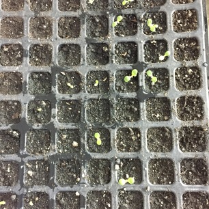 A 200 tray with brand new lettuce seedlings- 5 days after planting