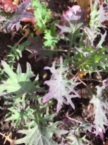 Succulent Baby Kale