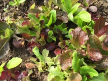 A variety of lettuce