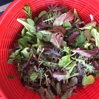 Greens harvested in February
